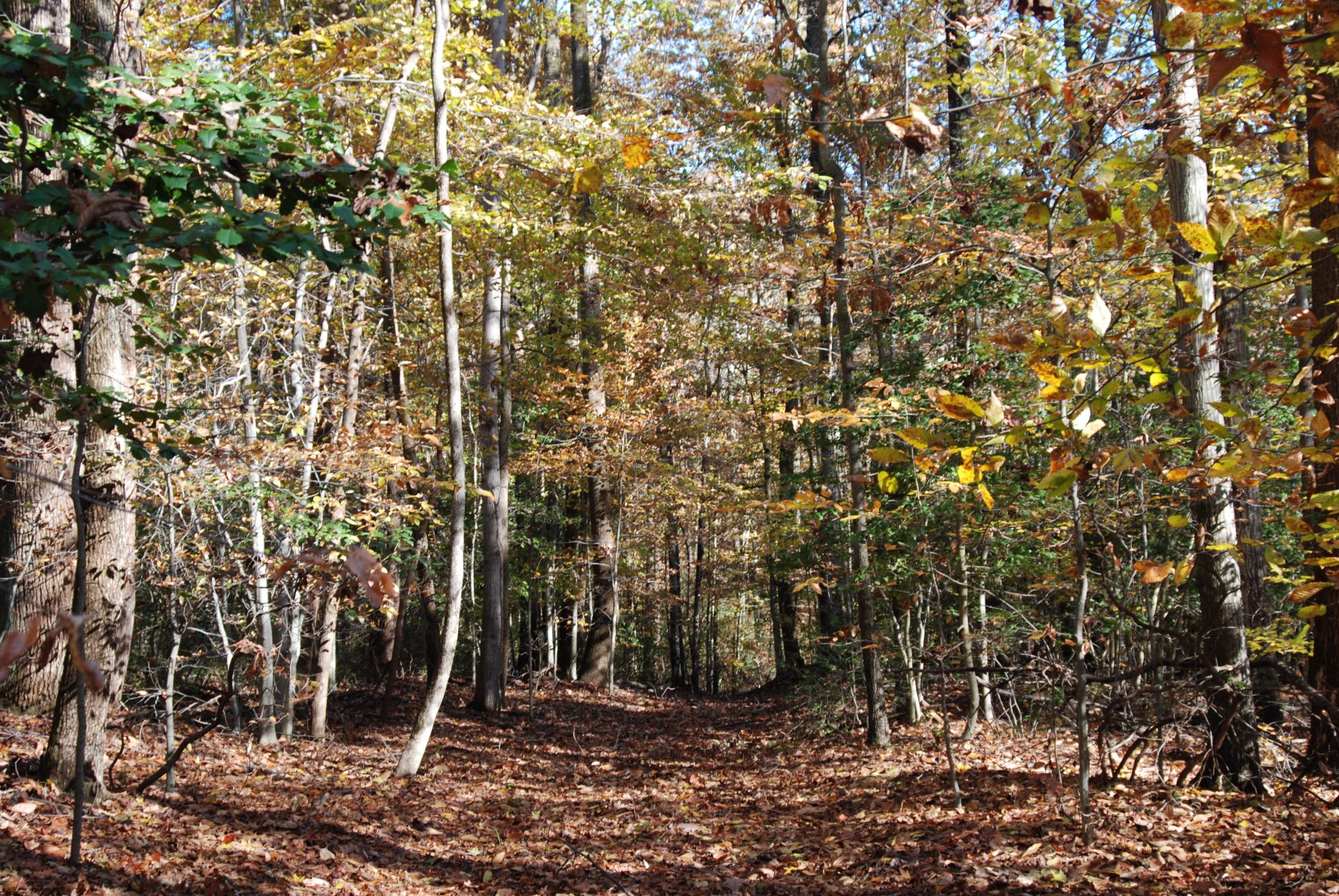 Easement_032019 Easement_032019