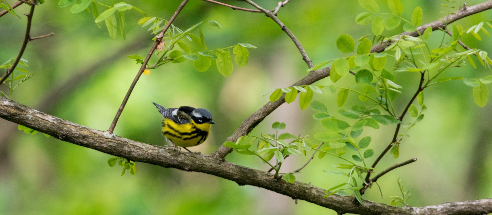 Magnolia Warbler_Oliver Griffin