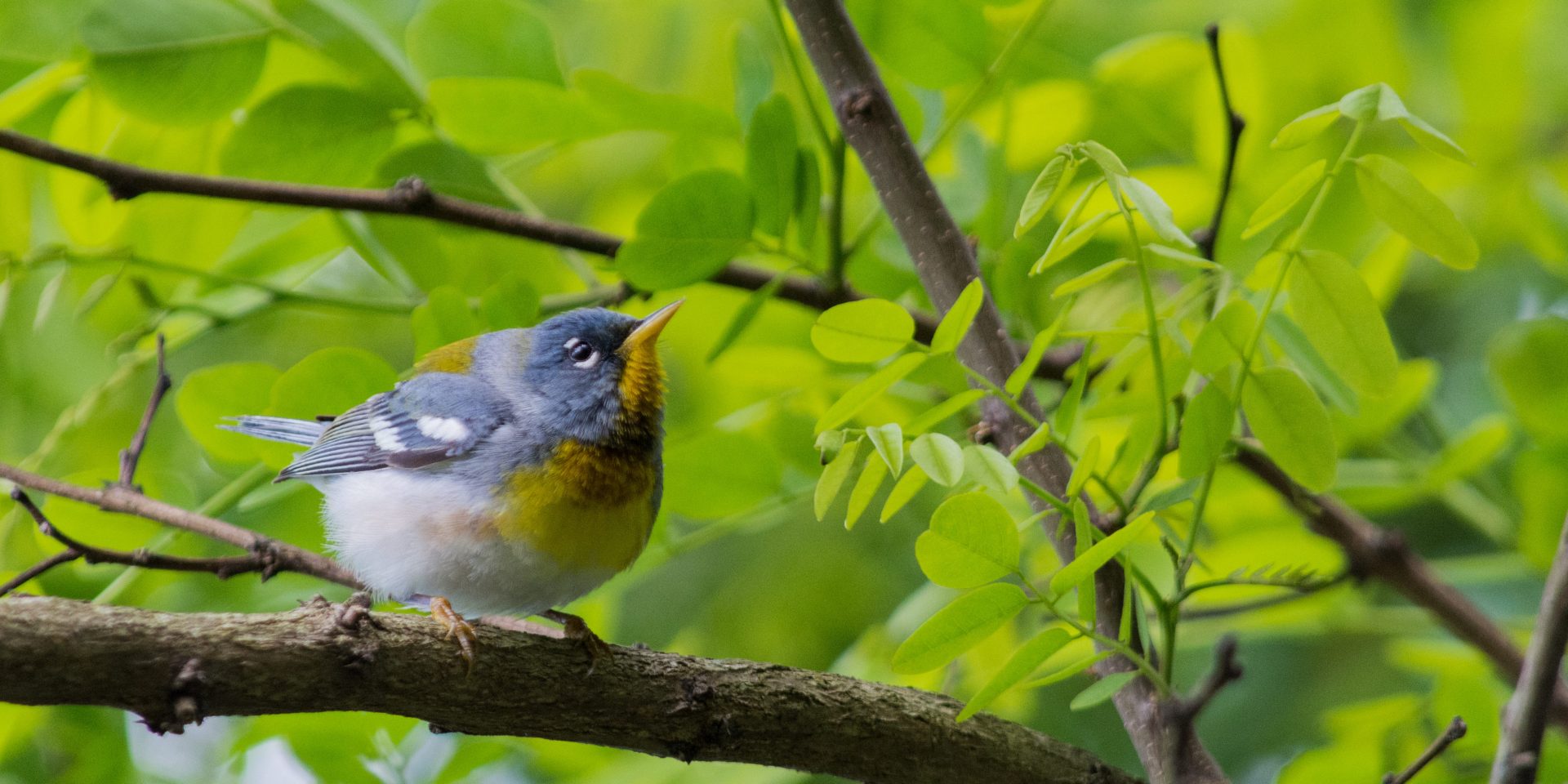 Northern Parula_Oliver Griffin Northern Parula_Oliver Griffin