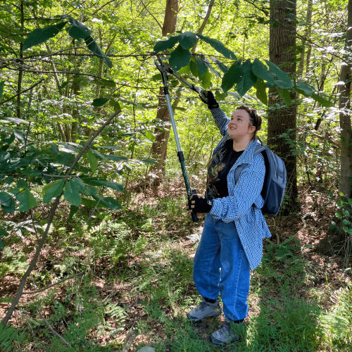 Kirby uses loppers to cut a tree branch while doing fieldwork