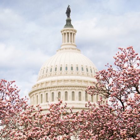 Pink cherry blossoms in full bloom in front of the United States capitol building in Washington, DC