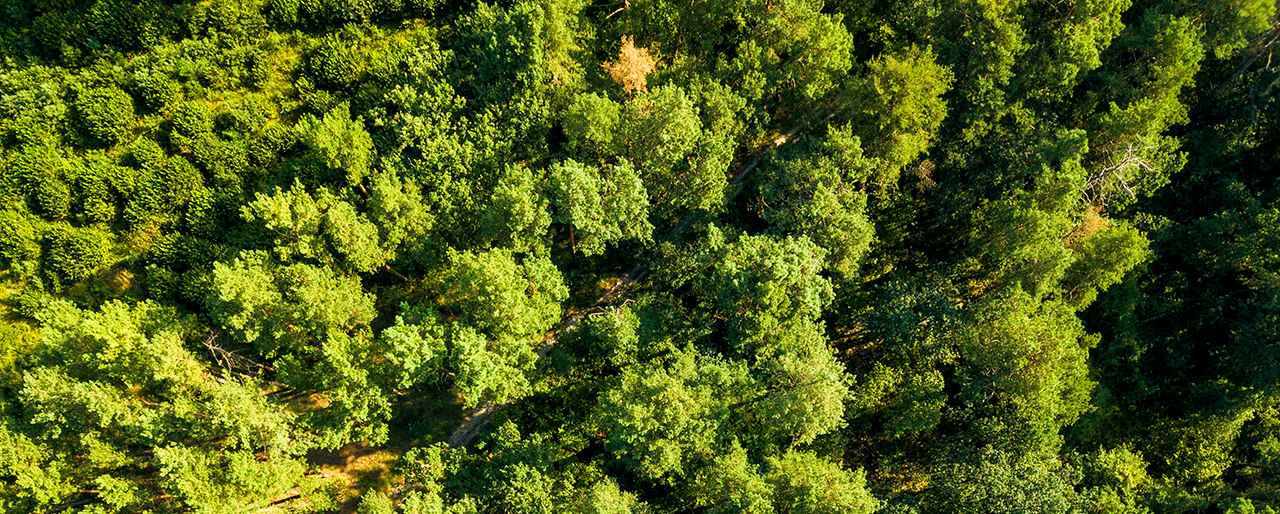Aerial view from drone healthy green trees in a forest . Sustainable industry, ecosystem and healthy environment concepts