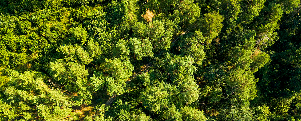 Natural background of green trees of the forest on a sunny summer day. The concept of a healthy environment. Aerial view from the drone Aerial view from drone healthy green trees in a forest . Sustainable industry, ecosystem and healthy environment concepts